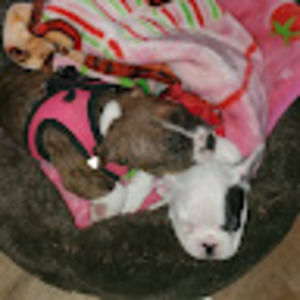 Meet your Posher, The frenchy